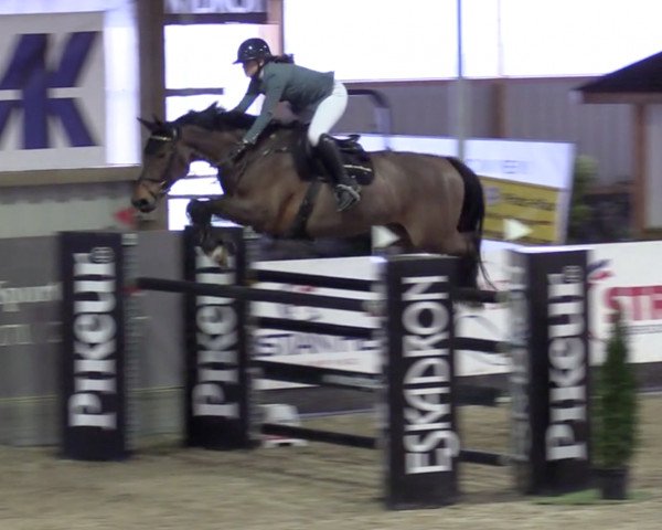 Springpferd Sikita (Dänisches Warmblut, 2009, von Stolzenberg)