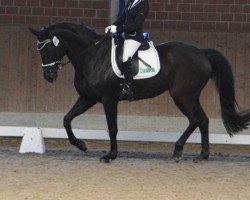 dressage horse Fürstina (Oldenburg, 2003, from Fürst Heinrich)