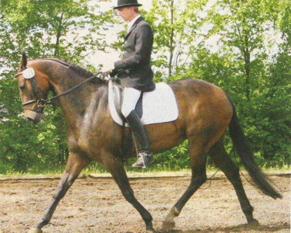 broodmare Lady Sunshine 46 (Hanoverian, 2001, from Longchamp)