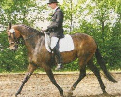 broodmare Lady Sunshine 46 (Hanoverian, 2001, from Longchamp)