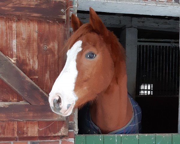 horse Fiete (German Warmblood, 2015, from Con Capitano 2)