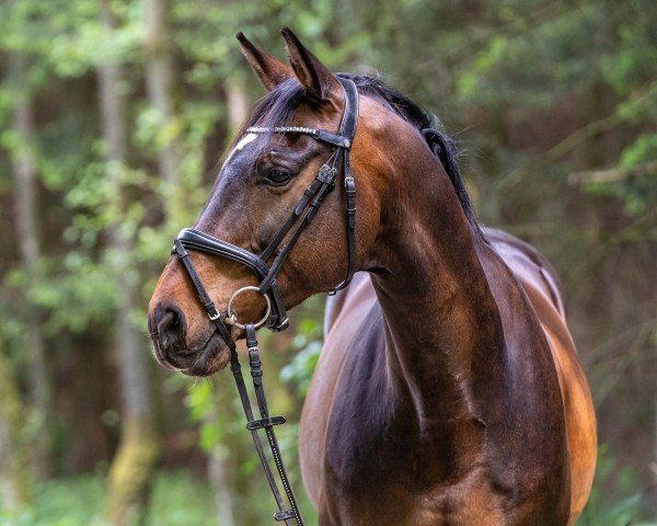 dressage horse Cadan Magil (Hanoverian, 2008, from Carry Gold)