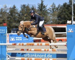 broodmare Bürgerhoffs Salt'N Pepper (German Riding Pony, 2017, from Nacromancer inthe dark)