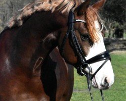 Cavallo da Dressage Der Schöne K (Pony da Sella Tedesco, 2020, di Dreidimensional AT NRW)