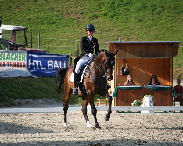 dressage horse Saphir 20 (Austrian Warmblood, 2009, from Scolari)