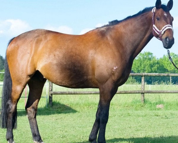Springpferd Light And Gentle (Hannoveraner, 2007, von Light and Easy)