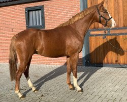Pferd Wauw MP (KWPN (Niederländisches Warmblut), 2018, von Well Done)