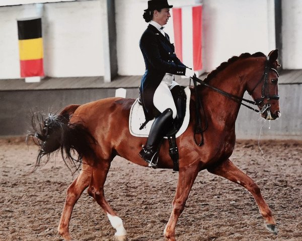 broodmare Hannah Arendt (Hanoverian, 2005, from Hochadel)