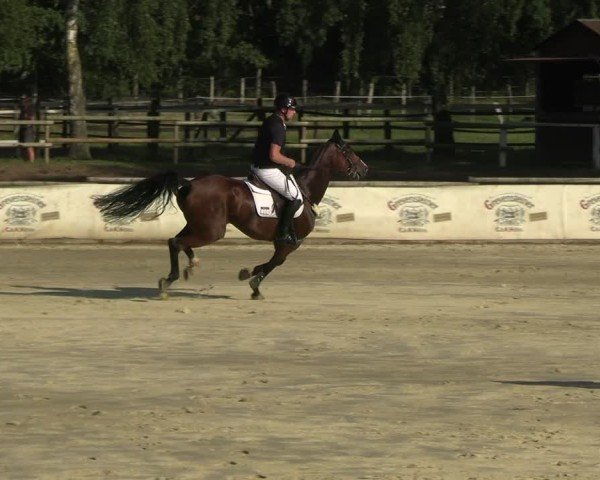 Reitturnier Vellinghausen 2025