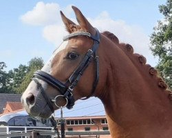 horse Twix (German Riding Pony, 2017, from Top Vidal)