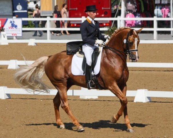 stallion Treliver Decanter (UK Warmblood, 2001, from Dimaggio)