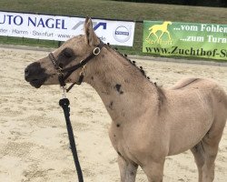 Zuchtstute Dream Date M (Deutsches Reitpony, 2019, von Dating AT NRW)