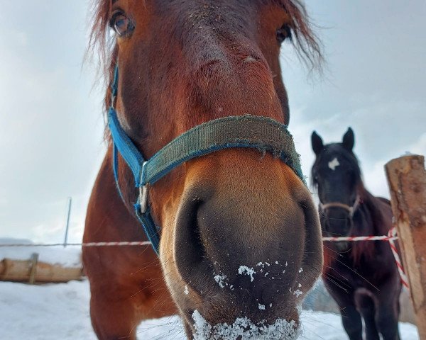 horse Rocky Elmar (Noric, 2009, from Ralf Elmar XIII) horse Rocky Elmar (Noric, 2009, from Ralf Elmar XIII)