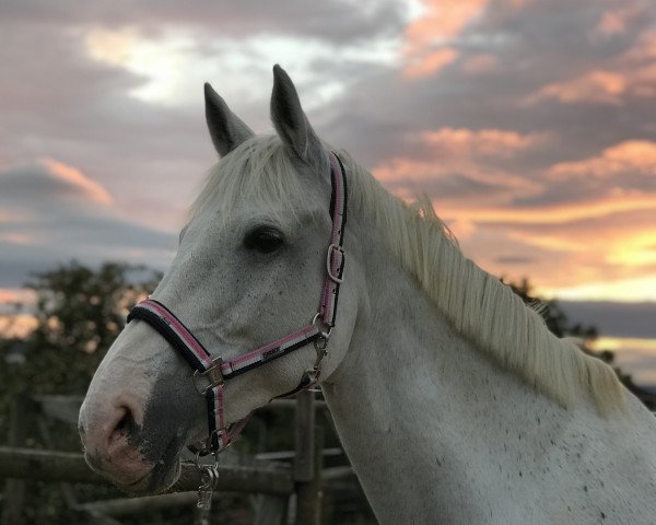 Springpferd Traum Lady 2 (Deutsches Sportpferd, 2006, von Carat 99)