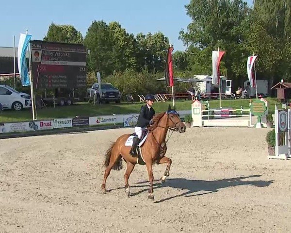 Reitturnier Grafenrheinfeld/Ufr. 2025