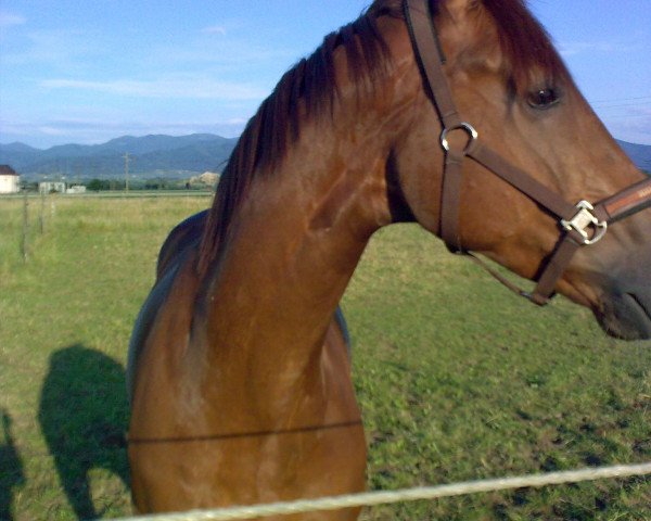 horse Lauritz 20 (Westphalian, 2004, from Laudabilis) horse Lauritz 20 (Westphalian, 2004, from Laudabilis)