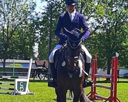 jumper Le Kool (German Sport Horse, 2009, from Levistano)