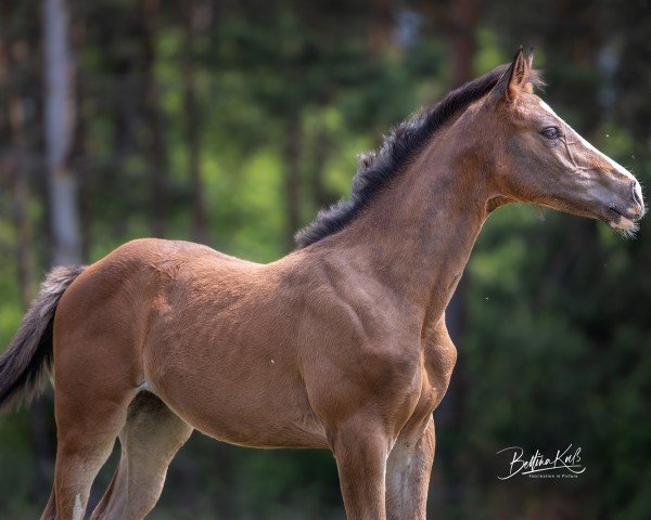 Fohlen von Different's Zacorada (Oldenburger Springpferd, 2025, von Different Color)