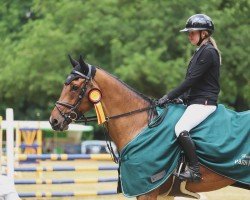 Cavallo da salto Elvis 320 (Oldenburger Cavallo da salto, 2018, di Eldorado van de Zeshoek)
