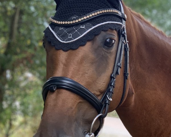 jumper Claire de Lune 18 (German Sport Horse, 2008, from Chasseur II)