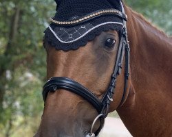 jumper Claire de Lune 18 (German Sport Horse, 2008, from Chasseur II)