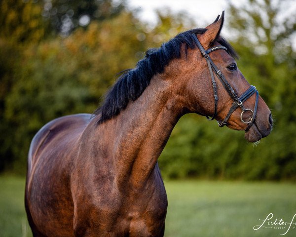 broodmare Calla (Oldenburg, 2006, from Contendro I)