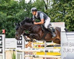 Cavallo da salto Diamond Dust 10 (Westfale, 2016, di Dust Devil 2)