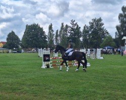 jumper Oxalis 5 (Hanoverian, 2019, from Origi D'o)