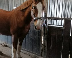 dressage horse Sir Henry 165 (Heavy Warmblood, 1996)