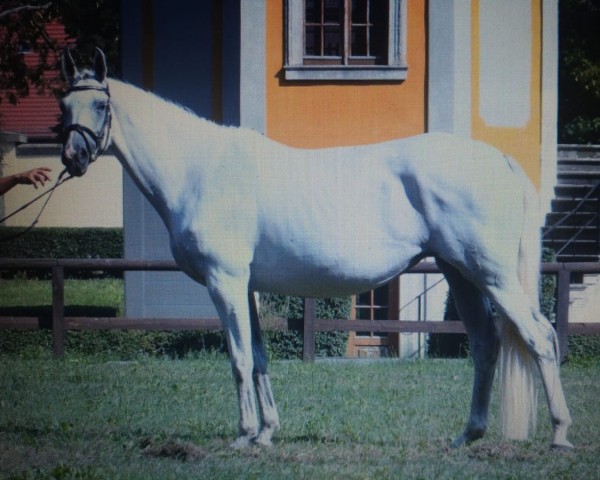 broodmare Gute Fee (Trakehner, 2011, from Solar)