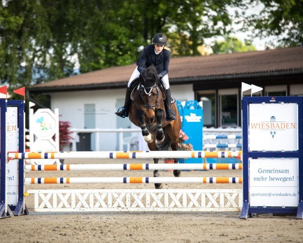 Springpferd Baton Rouge LA (KWPN (Niederländisches Warmblut), 2006, von Pacific)