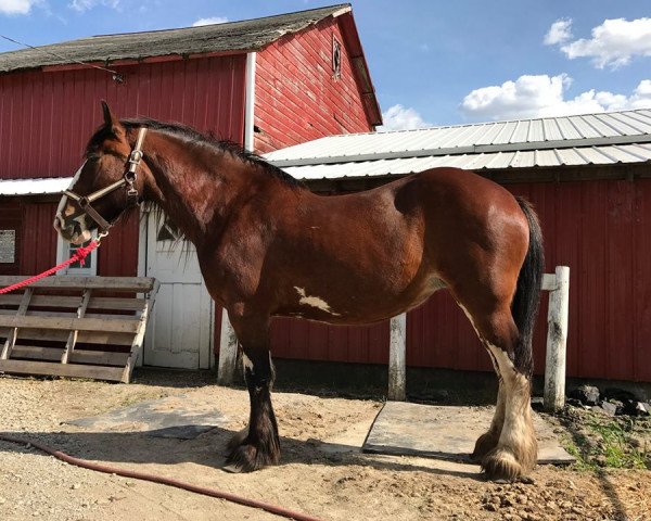 broodmare Thistle Valley Legacy Ellie May (Clydesdale, 2006, from Glencoe Jordon)