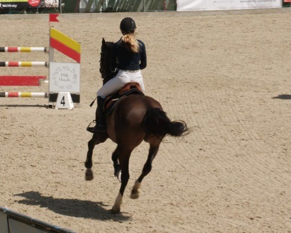 Reitturnier Heuchlingen 2025