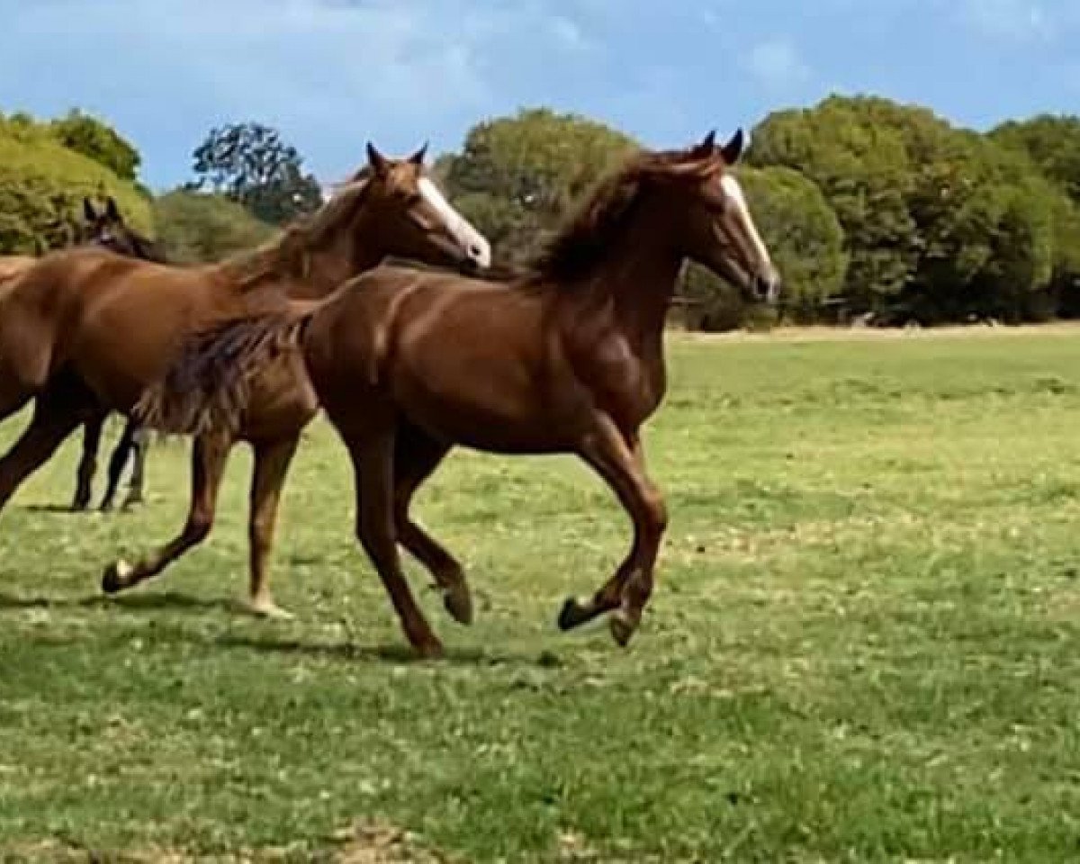 horse Lokenzo Park Bespoke (Australian Wamblood, 2018, from OEH Beyond Chili)