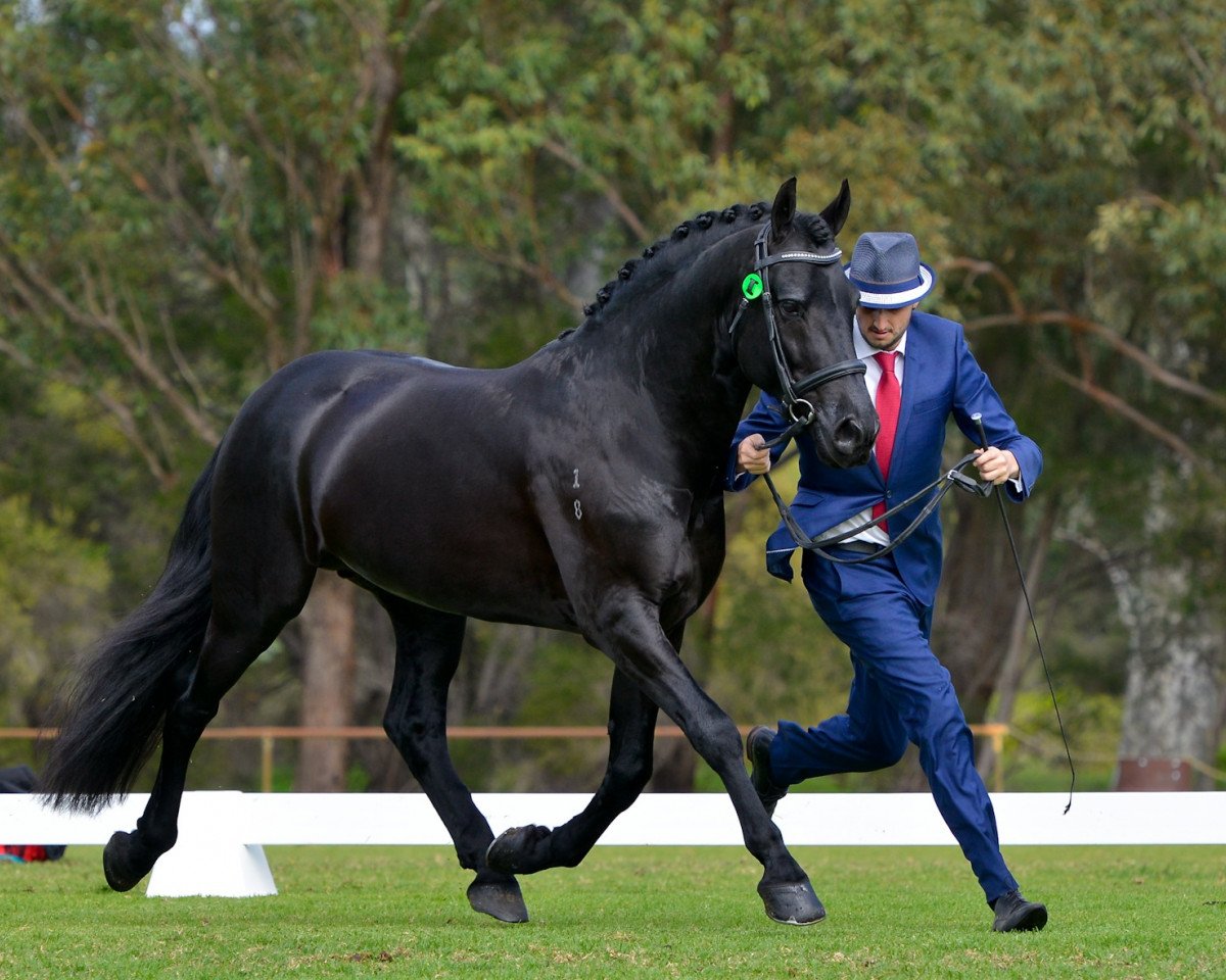 horse Frisos Knight Ryder (Friesian-Mix, 2008, from Reitse)