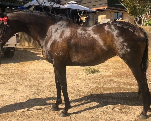broodmare That Beer Lady (Thoroughbred,  , from Marooned)