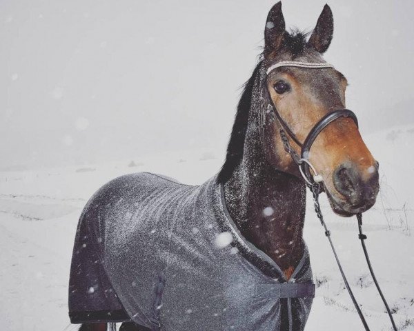 broodmare Simone (Oldenburg, 2009, from Spielberg)