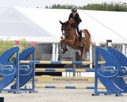 Cavallo da salto I Am The Folie (Selle Français, 2018, di Untouchable)