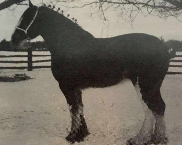 Zuchtstute Thistle Ridge Argyll Rachel (Clydesdale, 1990, von Commander Mark Argyll)