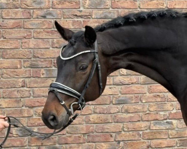 dressage horse His Spirit (Württemberger, 2011, from Hot Spirit)