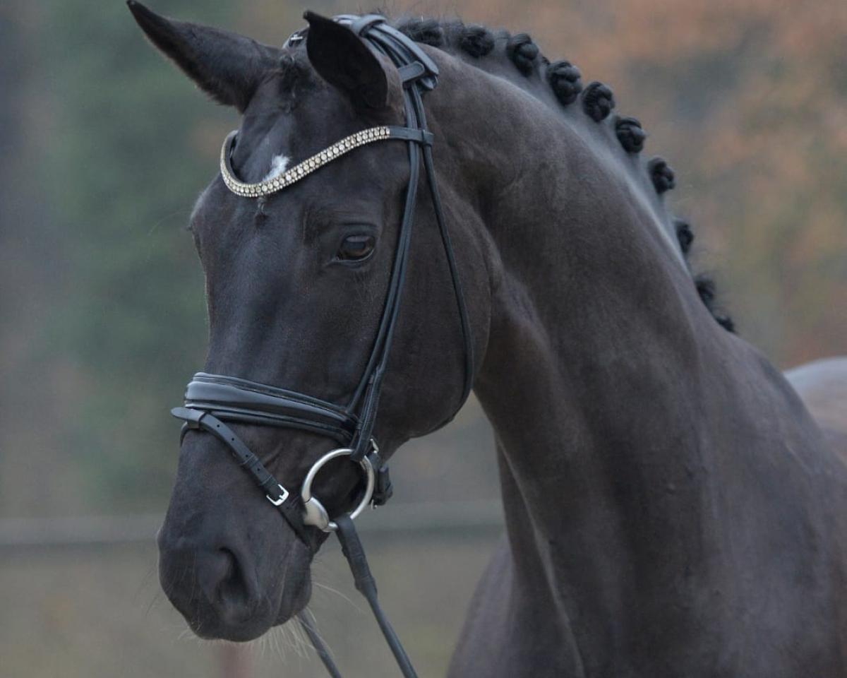 broodmare Rosewood 6 (Hanoverian, 2013, from Royal Classic I)