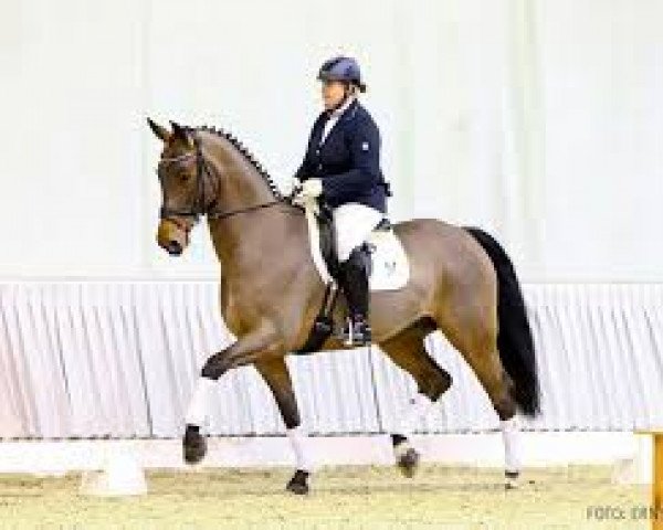 dressage horse Sunseeker (Hanoverian, 2014, from Scolari)