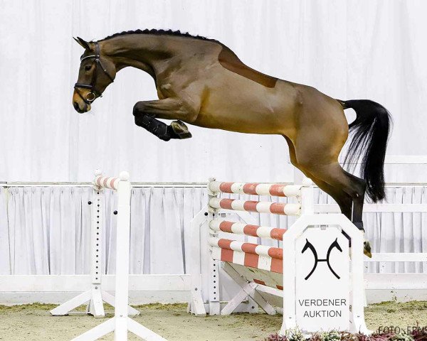 jumper Cleo (Hanoverian, 2016, from Cornet's Prinz)