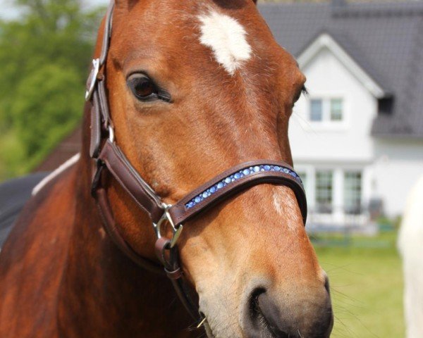 Cavallo da Dressage Navacho 3 (Pony senza Denominazione di Razza, 2009)