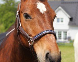 Cavallo da Dressage Navacho 3 (Pony senza Denominazione di Razza, 2009)