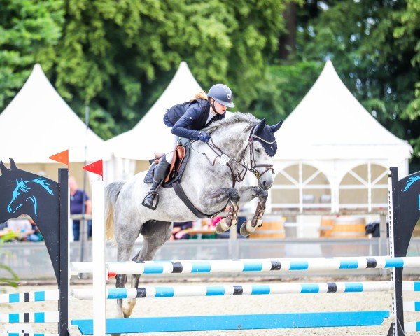 Jumper Lucy Gray (Hanoverian, 2020, from Grey Top)