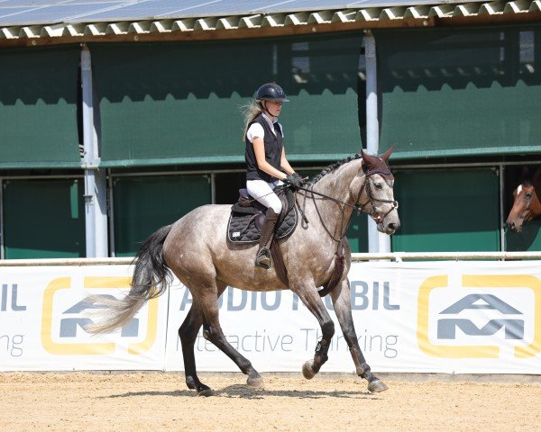 jumper Mombasa 5 (German Sport Horse, 2020, from Mumbai 3)