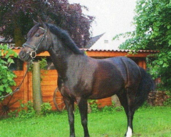 Drezurní kůň Zoey (Německý jezdecký poník, 1999, od Henry)