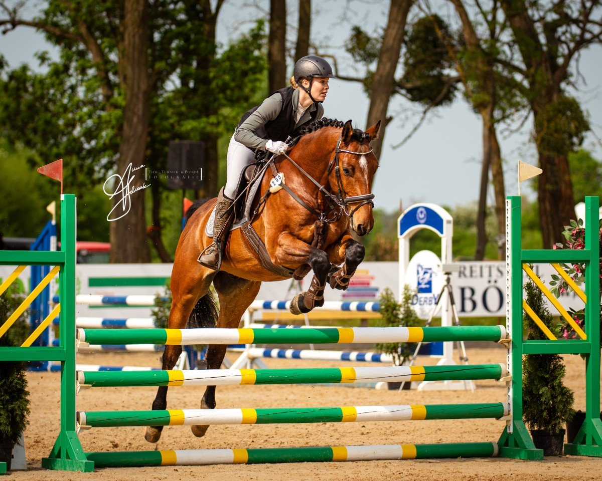 Jumper Curious Cody (Holsteiner, 2019, from Corrido 4)
