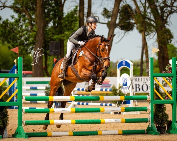 Jumper Curious Cody (Holsteiner, 2019, from Corrido 4)